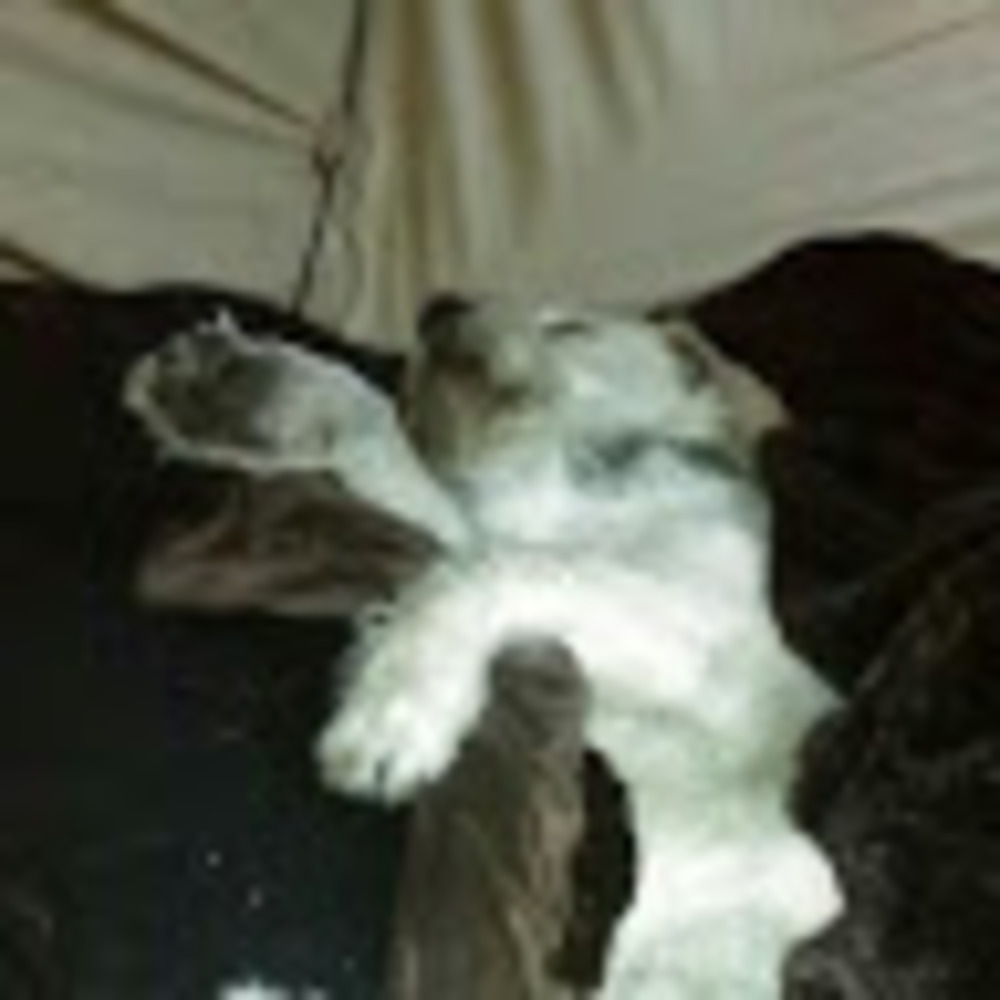 Meet your Posher, Joe